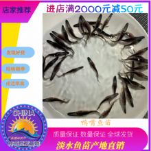 港興水產(chǎn) 專業(yè)供應優(yōu)質鴨嘴魚苗及魚苗批發(fā)服務