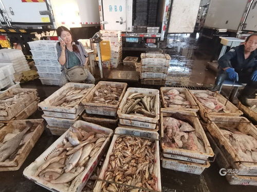 青島海鮮自由季 梭子蟹價格“跳水”，日用百貨銷售升溫